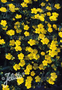 POTENTILLA pyrenaica   Portion(en)