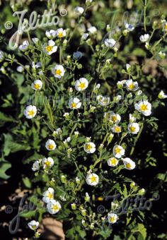 POTENTILLA rupestris   Portion(en)