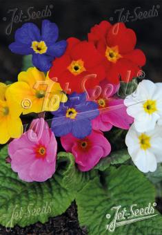 PRIMULA Elatior-Hybr.  Gigantea (Colossea) Mischung Portion(en)