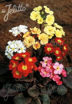 PRIMULA Elatior-Hybr.  'Jessica' Portion(s)