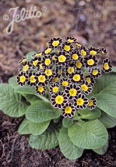 PRIMULA Elatior-Hybr.  'Victoriana Silver Lace Black' Portion(s)