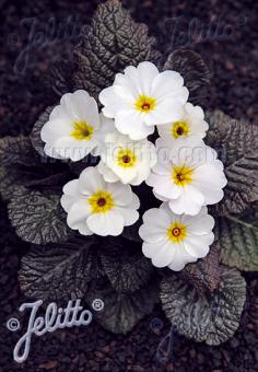 PRIMULA x pruhoniciana Wanda-Hybr. (Orig. Niederlenz) 'Wanda White' Portion(s)