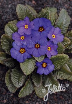 PRIMULA x pruhoniciana Wanda-Hybr. (Orig. Niederlenz) 'Wanda Blaue Töne' Portion(en)