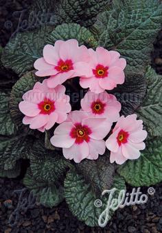 PRIMULA x pruhoniciana Wanda-Hybr. (Orig. Niederlenz) 'Wanda Rosa mit Auge' Portion(en)