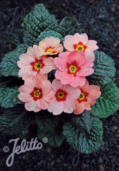 PRIMULA x pruhoniciana Wanda-Hybr. (Orig. Niederlenz) 'Wanda Pink/Salmon Shades' Portion(s)