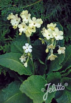 PRIMULA alpicola var. alpicola   Portion(s)