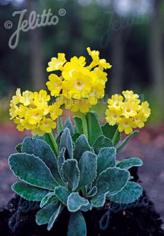 PRIMULA auricula   Portion(en)