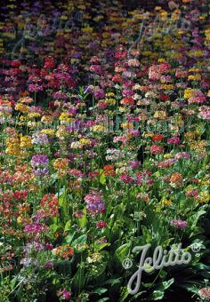 PRIMULA Candelabra-Hybr.   Portion(s)