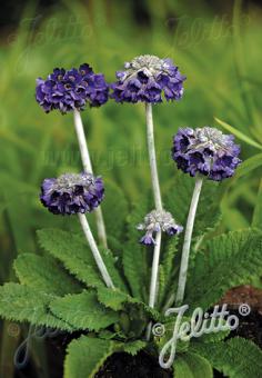 PRIMULA capitata  'Salvana'(TM) Portion(en)