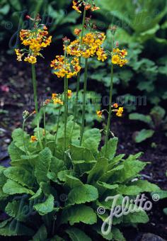 PRIMULA chungensis   Portion(s)