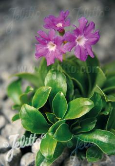 PRIMULA clusiana   Portion(en)