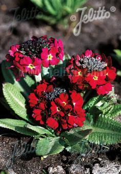 PRIMULA denticulata  'Rubin Auslese' Portion(en)