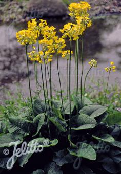 PRIMULA florindae   Portion(s)