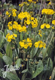 PRIMULA prolifera   Portion(en)