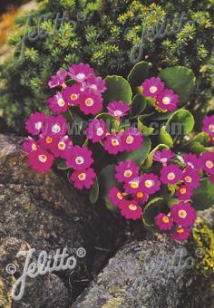 PRIMULA hirsuta   Portion(s)