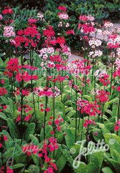 PRIMULA japonica  Prachtmischung Portion(en)