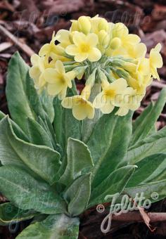 PRIMULA orbicularis   Portion(s)