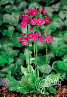 PRIMULA poissonii   Portion(s)