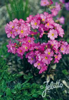 PRIMULA rosea  'Gigas' Portion(en)