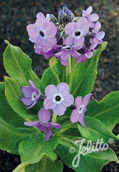 PRIMULA sinopurpurea   Portion(en)