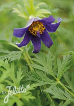 PULSATILLA ambigua   Portion(en)