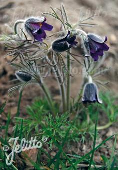 PULSATILLA pratensis ssp. nigricans   Portion(en)