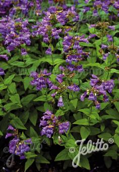 PENSTEMON serrulatus   Korn