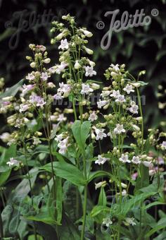 PENSTEMON digitalis   Seeds