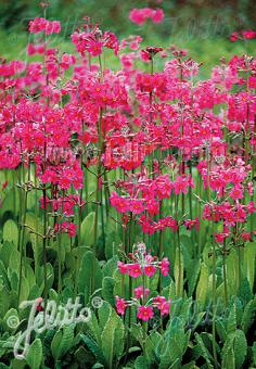 PRIMULA beesiana   Seeds