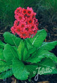 PRIMULA japonica  'Millers Crimson' Seeds