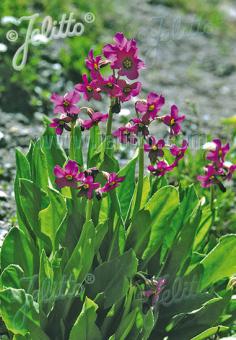 PRIMULA parryi   Korn