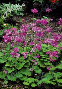 PRIMULA polyneura   Seeds