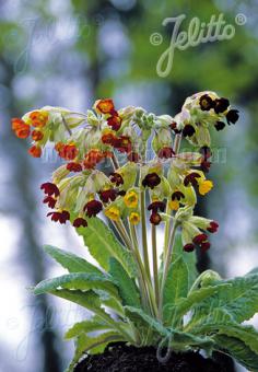 PRIMULA veris  'Sunset Shades' Korn