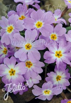 PRIMULA vulgaris ssp. sibthorpii   Seeds