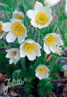 PULSATILLA vulgaris  'Alba' Seeds