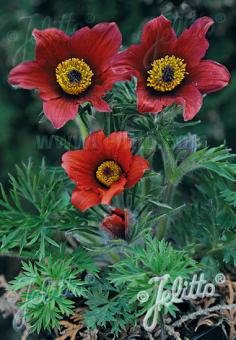 PULSATILLA vulgaris  'Rote Glocke' Seeds