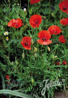 PAPAVER rhoeas   Portion(s)