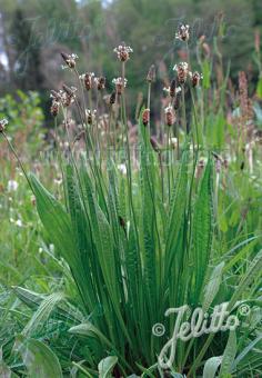 PLANTAGO lanceolata   Portion(en)