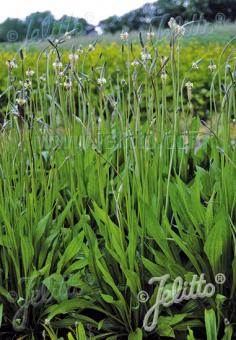 PLANTAGO lanceolata  'Libor' Portion(s)