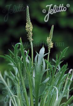 PLANTAGO coronopus  'Minutina' Portion(en)