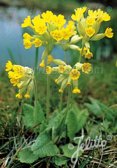 PRIMULA veris   Portion(en)