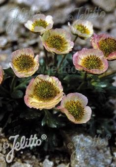 RANUNCULUS glacialis   Portion(s)