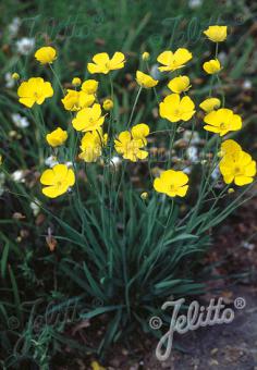 RANUNCULUS gramineus   Portion(s)