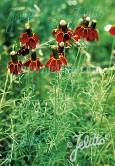 RATIBIDA columnifera f. pulcherrima   Portion(s)