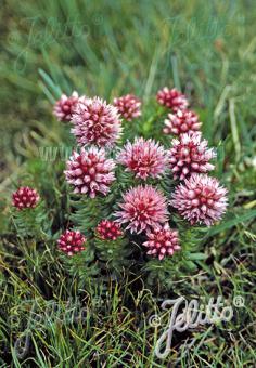 RHODIOLA rhodantha   Portion(en)