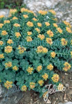 RHODIOLA rosea   Portion(s)