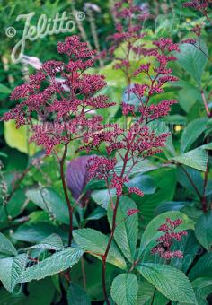 RODGERSIA (aesculifolia x henrici x pinnata)  Neue Hybriden Portion(en)