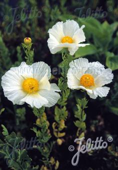 ROMNEYA coulteri   Portion(en)