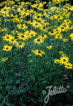 RUDBECKIA fulgida var. fulgida   Portion(s)