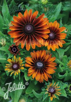 RUDBECKIA hirta  'Cappuccino' Portion(en)